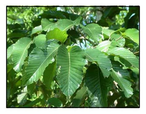 mayapis tree